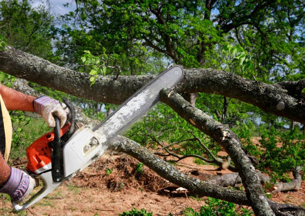 Lawn Renovation and Restoration in Miramar, FL